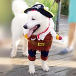 pirate dog costume